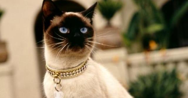 Raça de gato Siamês