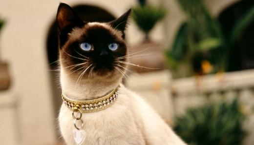 Raça de gato Siamês