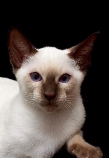 Imagem de gato Siamês