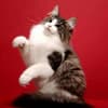 Foto raça de gato Norwegian Forest Cat