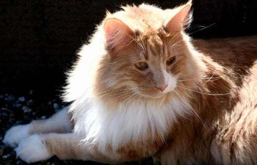 Foto de gato Norwegian Forest Cat