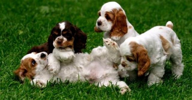 Conheça a raça de cachorro Cocker Spaniel Inglês