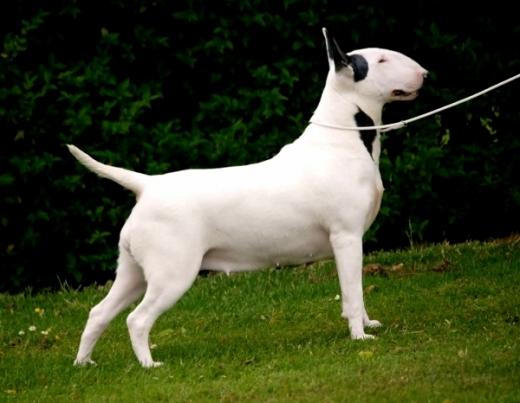 Foto de Bull Terrier