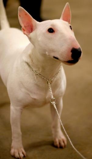 Foto de Bull Terrier