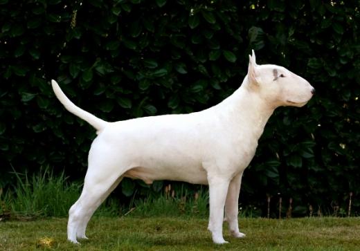 Imagem de Bull Terrier