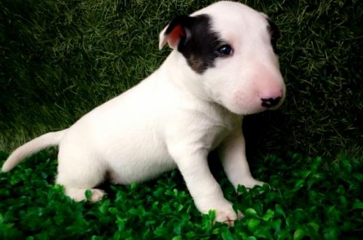 Foto de filhote de Bull Terrier