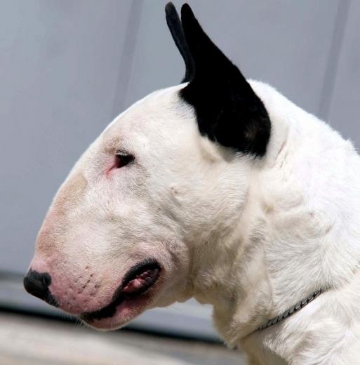 Foto de cachorro Bull Terrier