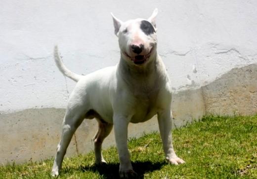 Foto de cão Bull Terrier