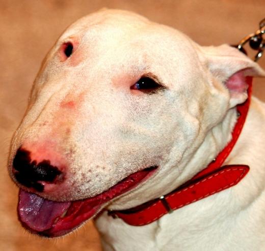 Foto de cachorro Bull Terrier