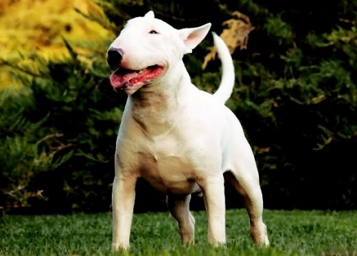 Imagem de cachorro Bull Terrier