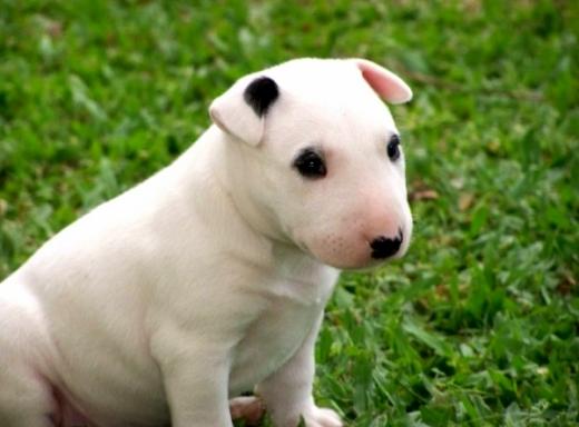Foto de filhote de cão Bull Terrier