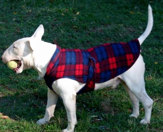 Imagem de cão Bull Terrier