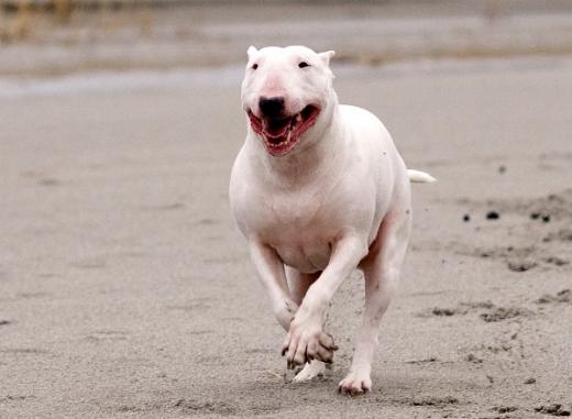 Foto de cachorro Bull Terrier