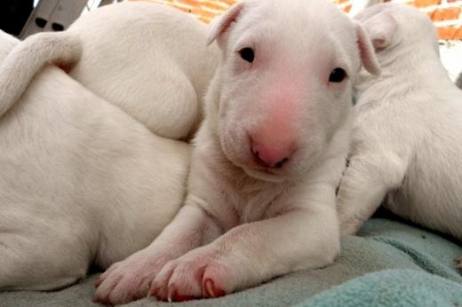 Imagem de filhote de cachorro de Bull Terrier