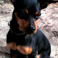 Foto de filhote Pinscher Miniatura