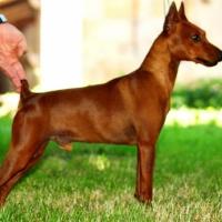 Foto de Pinscher Miniatura