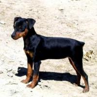 Imagem de cachorro Pinscher Miniatura