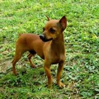 Foto de cão Pinscher Miniatura