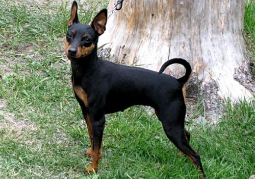 Foto Pinscher Miniatura