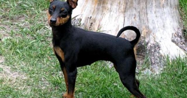 Foto Pinscher Miniatura