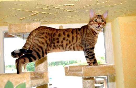 O Savannah origina-se do cruzamento do serval africano com o gato doméstico, resultando em um aspecto selvagem, bastante elegante.