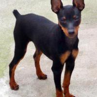 Imagem de cão Pinscher Miniatura