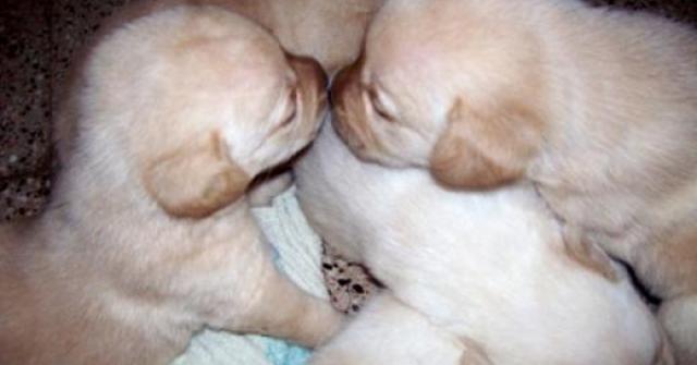 O que você precisa saber antes de adotar um animal. Quando eles podem ser separados e qual é o melhor animal?