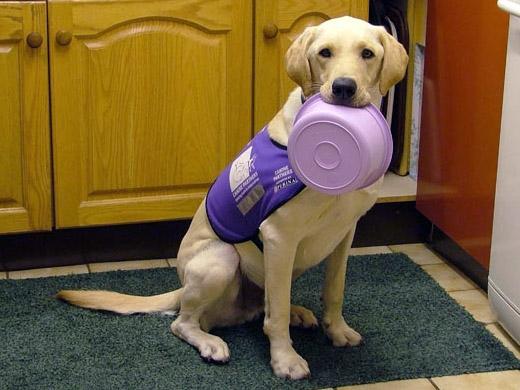 labrador cachorro inteligente