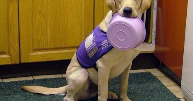 labrador cachorro inteligente (Foto: The Sun/ Caters News Agency)