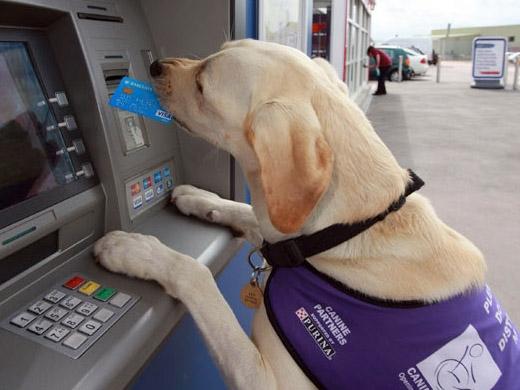 labrador cachorro inteligente