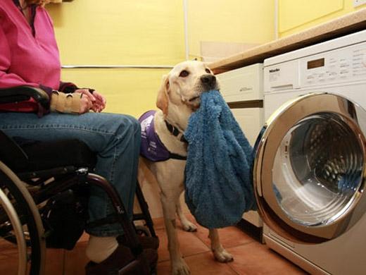 labrador cachorro inteligente