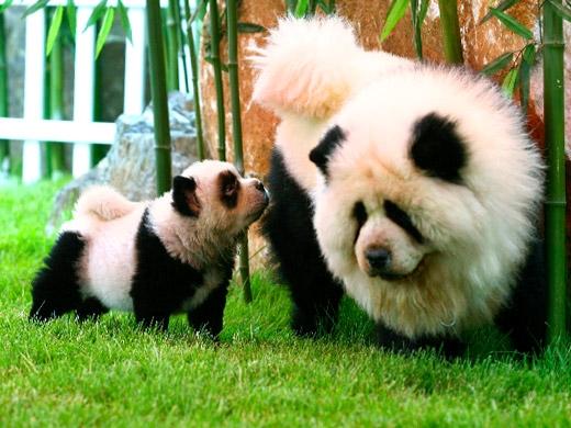 Cachorro Panda (Foto: ChinaFotoPress/ Getty Images)