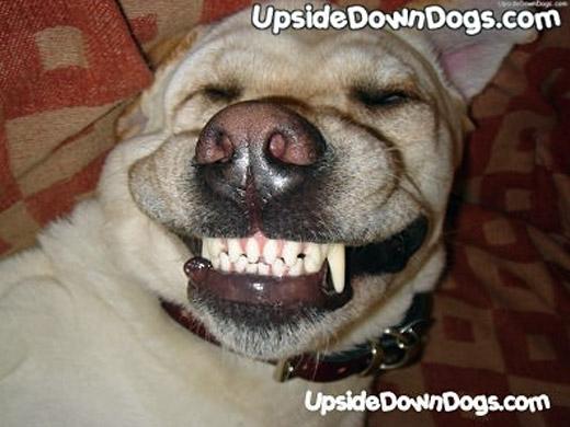 Foto de Retriever do Labrador
