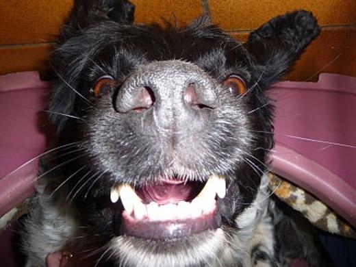 Este é o Alfie, com 4 anos de idade mora no sul da Inglaterra