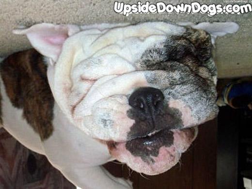 Esta é Porkchop, uma cadela da raça Bulldog Inglês de apenas 1,5 anos de idade