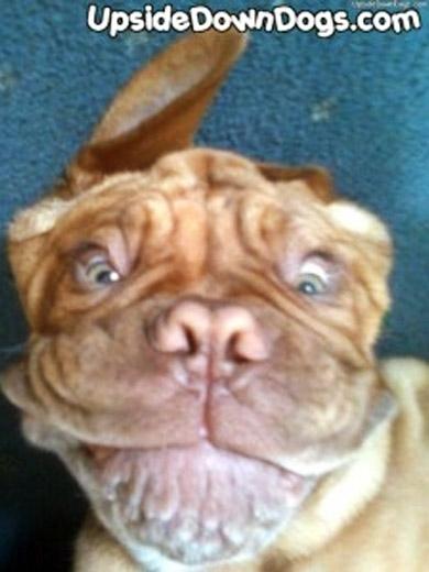 Este é Dogue com apenas 4 meses