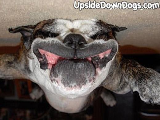 Moose já tem 7 anos, este Bulldog Inglês mora em Los Angeles