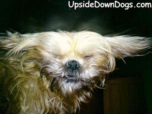 Este cachorro da raça Shih Tzu se chama Stewie, ele tem 18 meses e mora em Londres