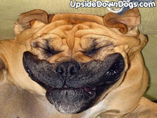 Cachorro de ponta cabeça