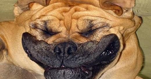 Cachorro de ponta cabeça