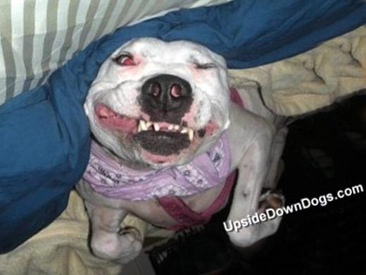 Tofupup é um American Pit Bull que adora uma caminha