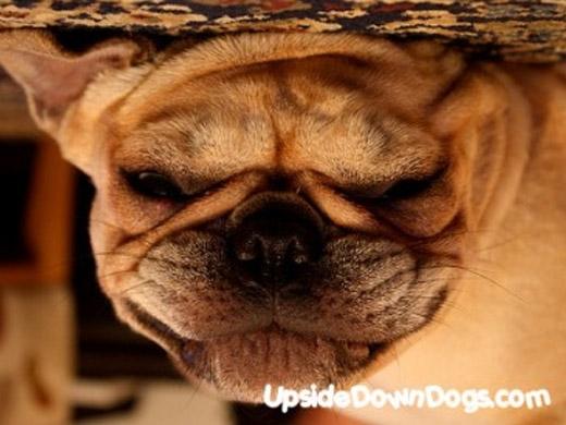 Esta criatura se chama Ramona, tem 2 anos e é uma Bulldog Inglês que mora no Brooklyn em New York