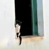 Quando os gatos escapam, eles conseguem achar o caminho de volta para casa