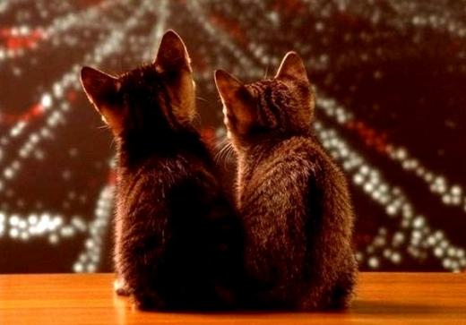 Em que os gatos pensam