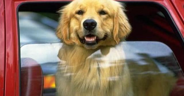 Dicas para seu cachorro andar de carro
