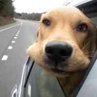 Dicas para seu cachorro andar de carro