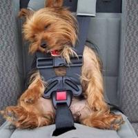 Foto de cachorro no carro