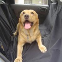 Imagem de cachorro no carro