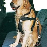 Dicas para viajar com seu cachorro