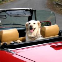Fotos de cachorro viajando de carro